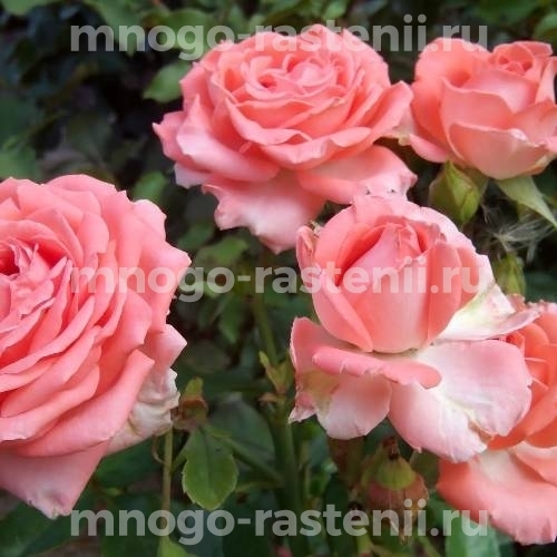 Саженцы Розы Барбадос (Rosa Barbados)
