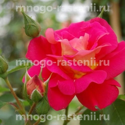Саженцы Розы Баяццо (Rosa Bajazzo)