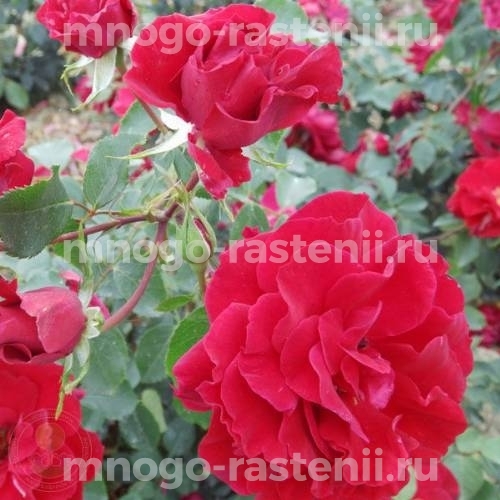 Саженцы Розы Байкал (Rosa Baikal)
