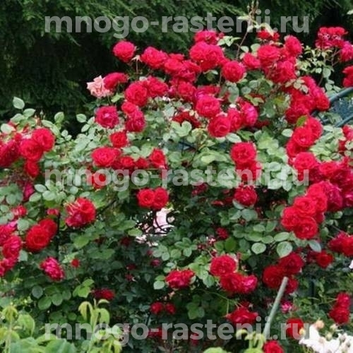 Саженцы Розы Байкал (Rosa Baikal)