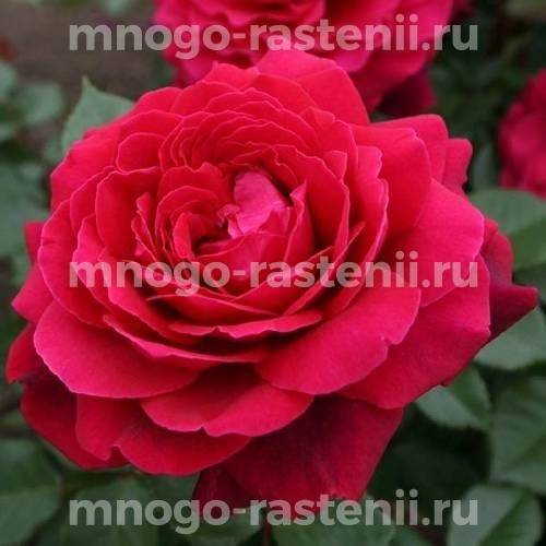 Саженцы Розы Бельвью (Rosa Bellevue)