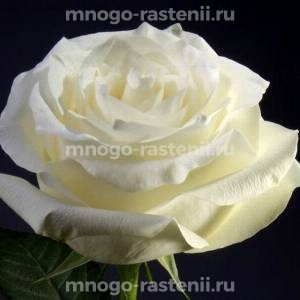 Роза Белый Шоколад (Rosa White Chocolate)
