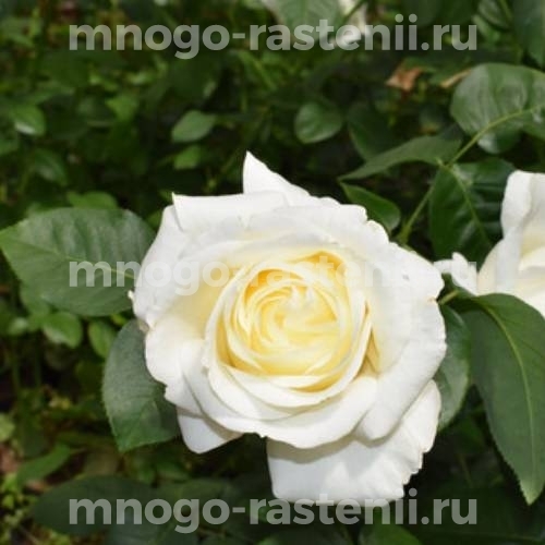 Саженцы Розы Белый Шоколад (Rosa White Chocolate)