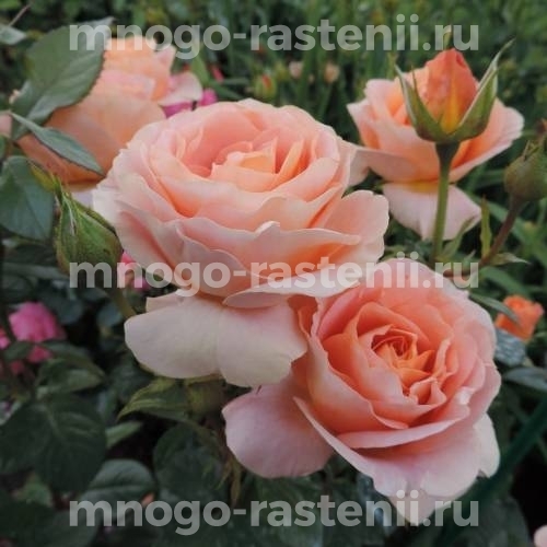 Саженцы Розы Бенгали (Rosa Bengali)