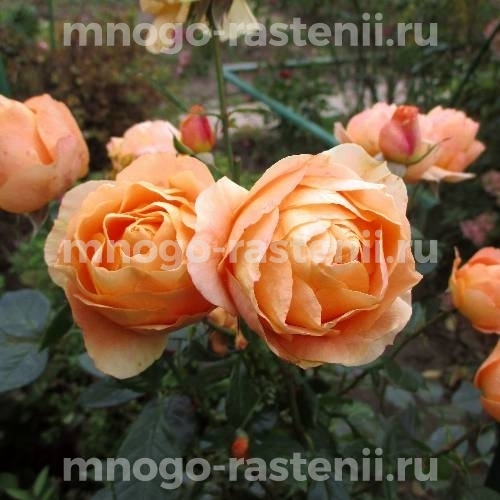 Саженцы Розы Бенгали (Rosa Bengali)