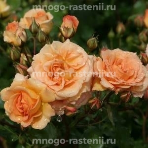 Роза Бентхаймер Голд (Rosa Bentheimer Gold)