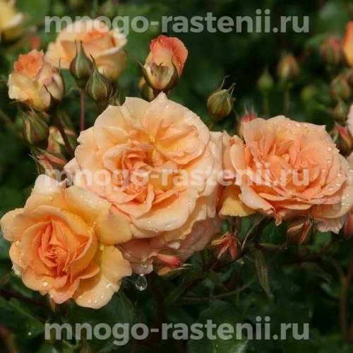 Саженцы Розы Бентхаймер Голд (Rosa Bentheimer Gold)