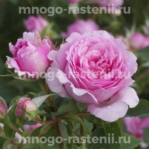 Саженцы Розы Бьенвеню (Rosa Bienvenue)