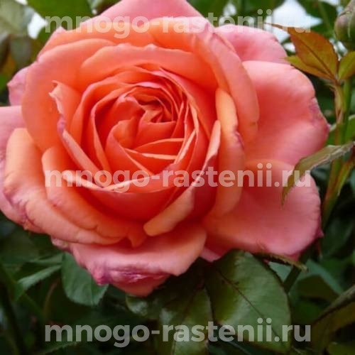 Саженцы Розы Бермуда (Rosa Bermuda)