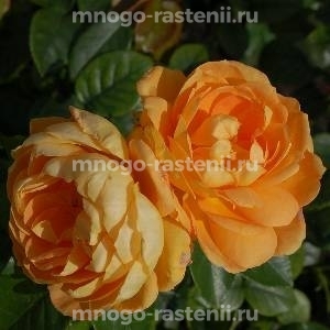 Роза Бернштайн Роуз (Rosa Bernstein-Rose)