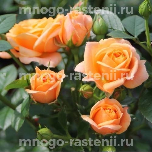 Саженцы Розы Бернштайн Роуз (Rosa Bernstein-Rose)