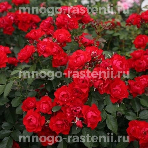 Саженцы Розы Блэк Форест Роуз (Rosa Black Forest Rose)