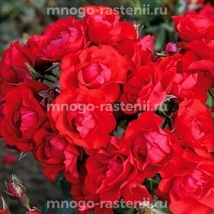 Роза Блэк Форест Роуз (Rosa Black Forest Rose)