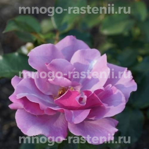 Роза Блуберри Хилл: особенности и характеристика сорта, правила посадки, выращивания и ухода, отзывы