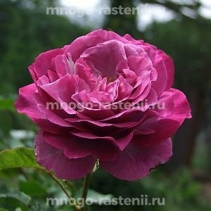 Роза Блю Иден (Rosa Blue Eden)