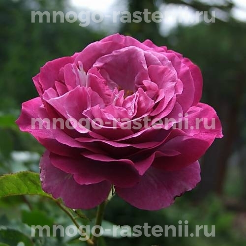 Саженцы Розы Блю Иден (Rosa Blue Eden)