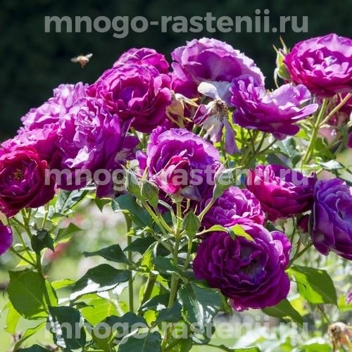 Саженцы Розы Блю Иден (Rosa Blue Eden)