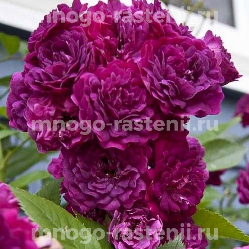 Саженцы Розы Блю Маджента (Rosa Bleu Magenta)
