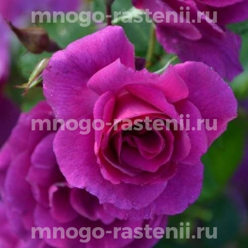 Саженцы Розы Блюбель (Rosa Bluebell)