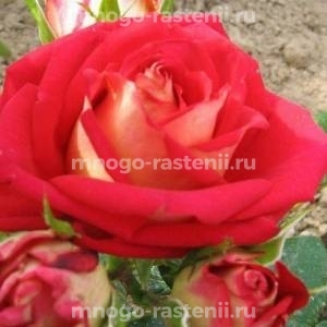 Роза Большой Театр (Rosa Bolchoi)