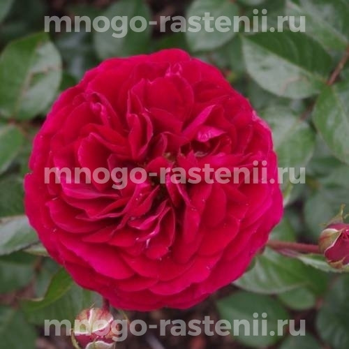 Саженцы Розы Бордо (Rosa Bordeaux)