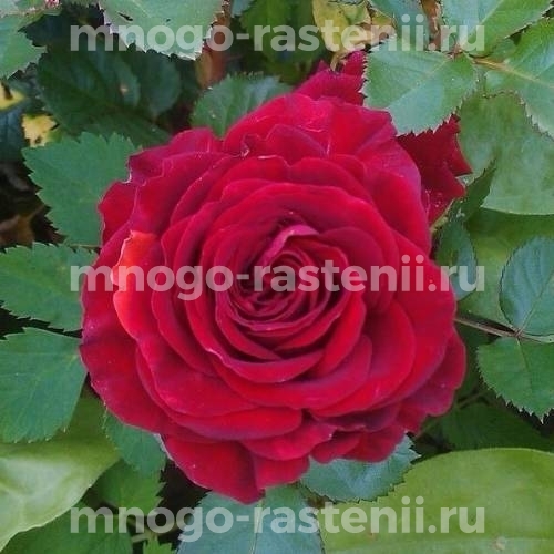 Саженцы Розы Бордо (Rosa Bordeaux)