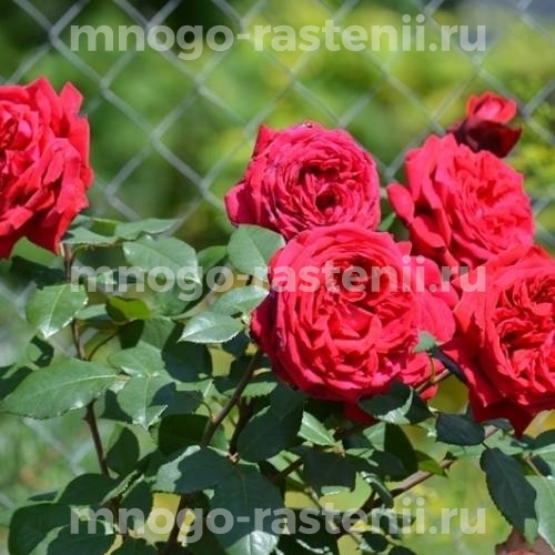 Саженцы Розы Ботеро (Rosa Botero)