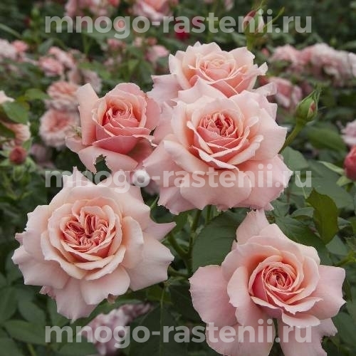 Саженцы Розы Боттичелли (Rosa Botticelli)