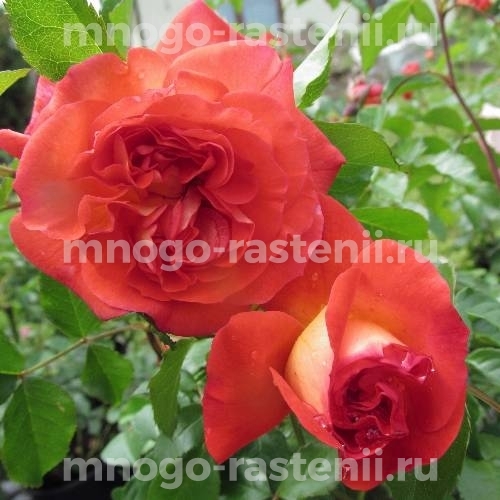 Саженцы Розы Братья Гримм (Rosa Gebruder Grimm)