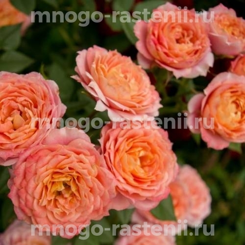 Саженцы Розы Бриоза (Rosa Briosa)