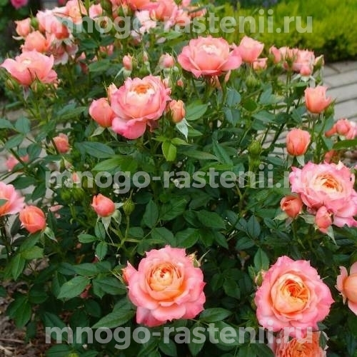 Саженцы Розы Бриоза (Rosa Briosa)