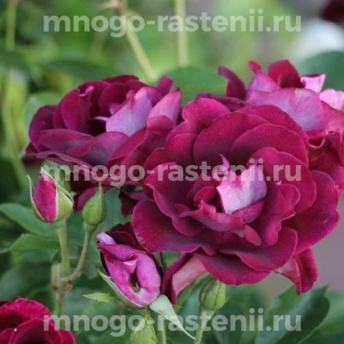 Саженцы Розы Бургунди Айс (Rosa Burgundy Ice)