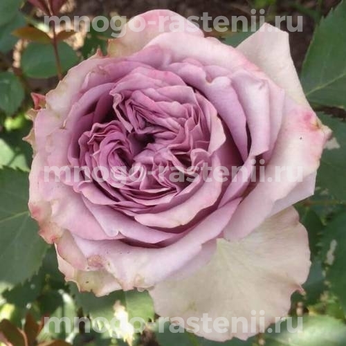 Саженцы Розы Дольчетто (Rosa Dolcetto)