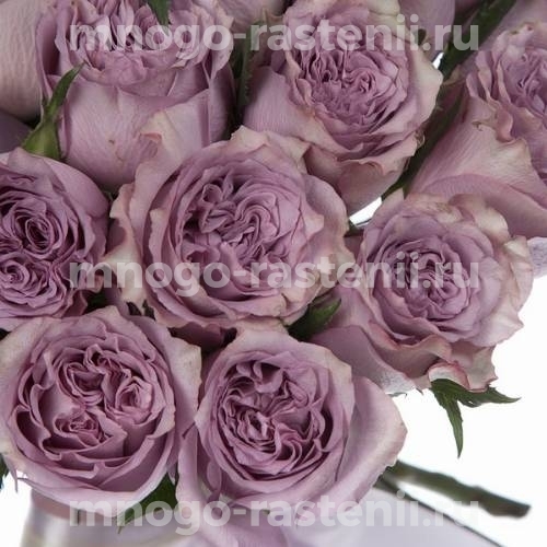 Чайно-гибридная роза Дольчетто (Dolcetto): характеристика и описание сорта с фото и отзывы садоводов