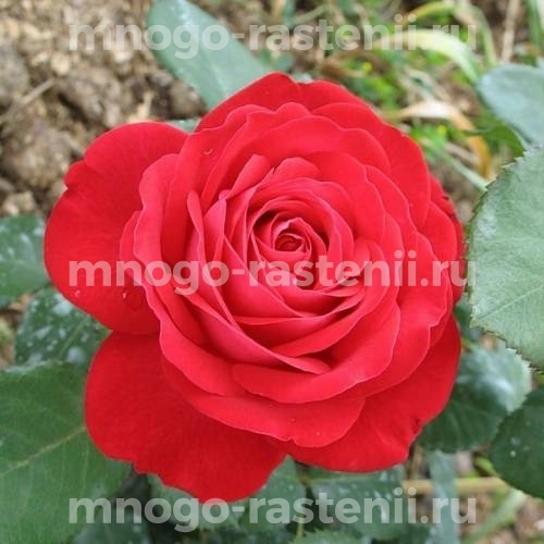 Саженцы Розы Доминика (Rosa Dominica)