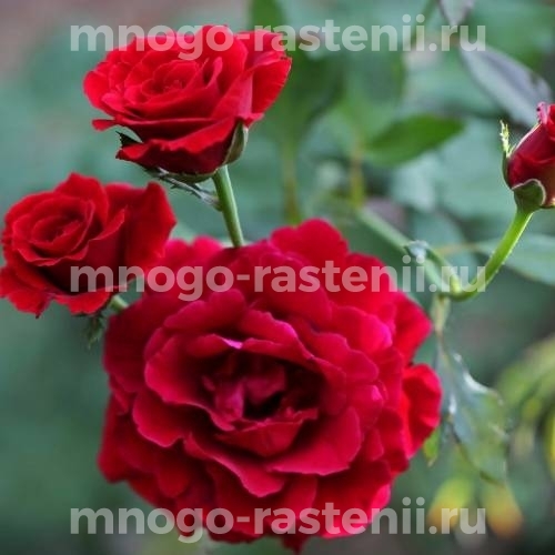 Саженцы Розы Дон Жуан (Rosa Don Juan)