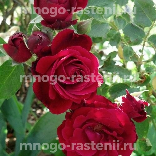 Саженцы Розы Дон Жуан (Rosa Don Juan)