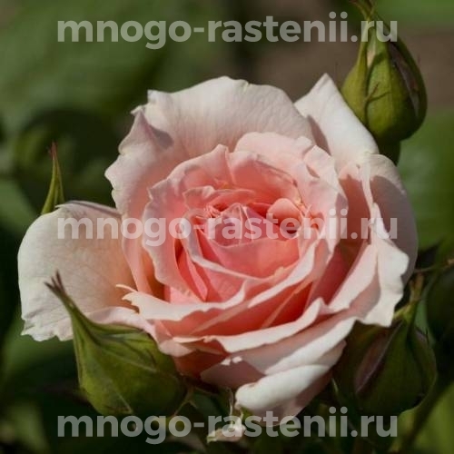 Саженцы Розы Донателла (Rosa Donatella)