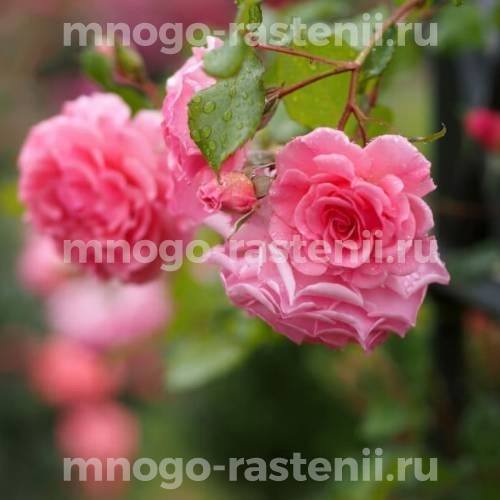 Кустарниковая роза Дрим Уивер (Dream Weaver) – характеристика и описание сорта с фото и отзывы садоводов