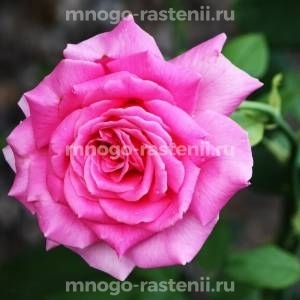 Роза Дуфтрауш (Rosa Duftrausch)