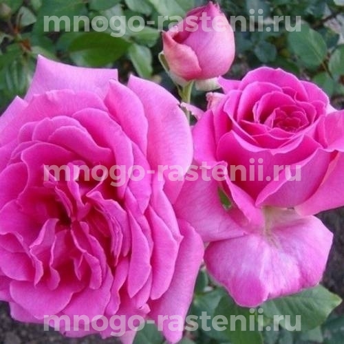 Саженцы Розы Дуфтрауш (Rosa Duftrausch)