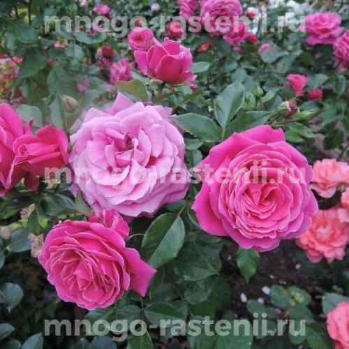 Саженцы Розы Джемма (Rosa Gemma)