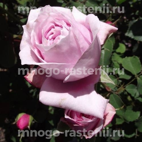 Саженцы Розы Джессика (Rosa Jessika)