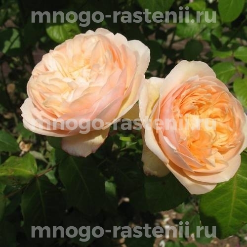 Саженцы Розы Джульетта (Rosa Juliet)