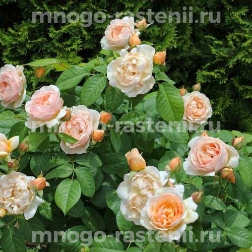 Саженцы Розы Джульетта (Rosa Juliet)
