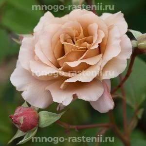 Роза Джулия (Rosa Julia)