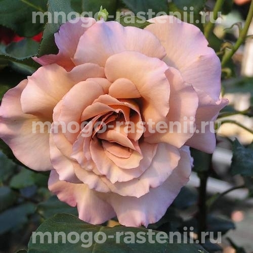 Саженцы Розы Джулия (Rosa Julia)