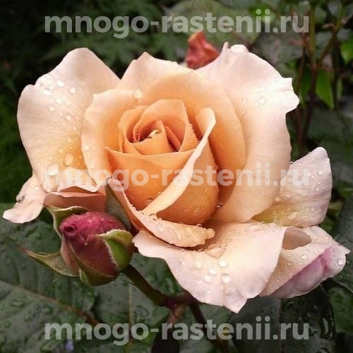Саженцы Розы Джулия (Rosa Julia)