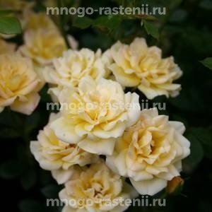 Роза Еллоу Фейри (Rosa Yellow Fairy)