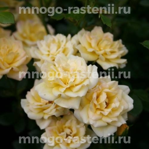 Саженцы Розы Еллоу Фейри (Rosa Yellow Fairy)